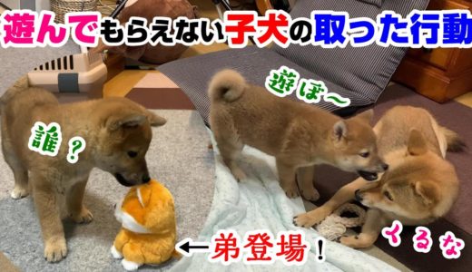 子犬の柴犬が先住犬に遊びを誘ったら…その後あの弟が再び登場！果たしてどうなる？