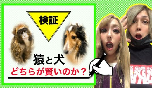 【モニタリング】犬と猿どっちが器用か検証しみた結果…