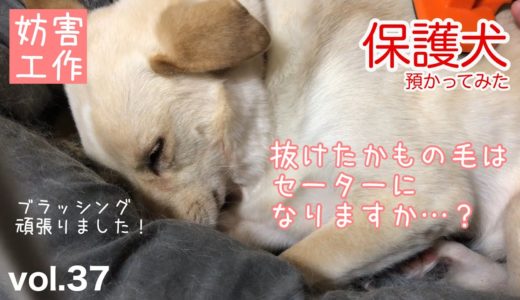 【保護犬預かり】かもめは怯えながらもブラッシングを頑張りましたが先住犬２匹の妨害工作がすごくてちょっと諦めそうでしたがそれでもかもめはやりきりました。