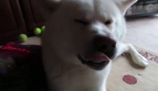 【秋田犬ゆうき】嘔吐の辛さで目がしばしばになり開けられませんでした【akita dog】