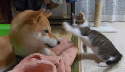 ケンカを売りまくる子猫と、優しい目で見る犬