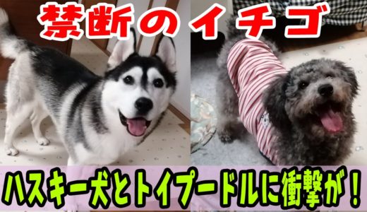 イチゴあげたらとんでもない事になったハスキー犬とトイプードル Husky and Poodle