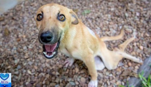 後ろ足が麻痺した状態の犬。地面を這いつくばりながら助けを求めてきた姿に涙が溢れる【感動】