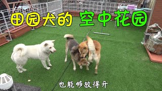 家里装修完毕，专门为三只田园犬打造空中花园，这条件羡煞旁狗！