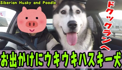 お出かけにウキウキするハスキー犬が可愛い Husky and Poodle