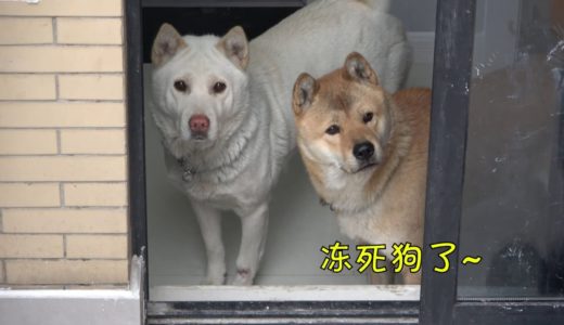 带着3只田园犬新年踏雪，小灰玩得乐不思蜀，阿黄小白却悄悄溜回了屋！