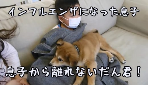 インフルエンザになった息子から離れようとしない保護犬だん君！