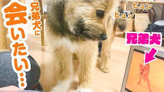 画面の中の兄弟犬に会いたくて犬が泣いてしまいました…