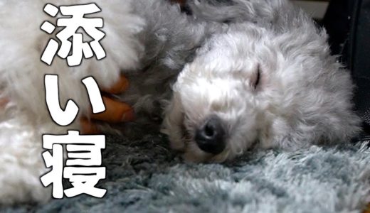 🐶うちの犬と添い寝しませんか？【トイプードルのグリィ】【犬】【dog】【toy poodle】