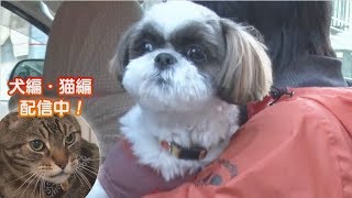 「どうぶつピース！！かわいい大図鑑」犬編（43）臆病犬が聴導犬へ