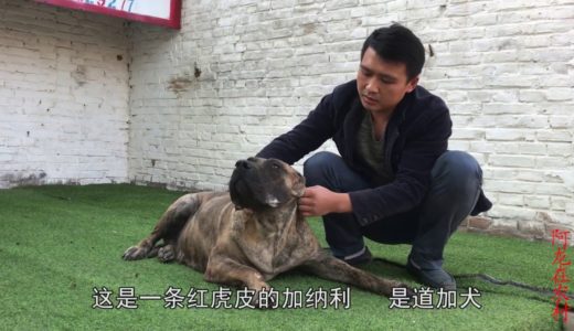 阿龙这条西班牙加纳利成年母犬，价值8000元，大家看一下