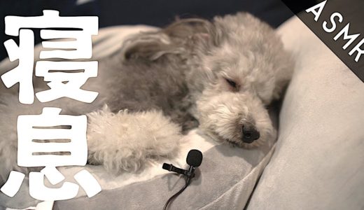 🐶犬の寝息を録ってみた。眠れない夜のお供に。【ASMR】【トイプードルのグリィ】【犬】【dog】【toy poodle】