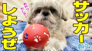 シーズー犬てんぽとサッカーしようぜ【pet’s toy】Let’s play soccer!