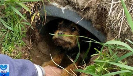 道路脇の穴にいた怪我をしていた犬。心優しい夫婦のおかげで幸せを手にする【感動】