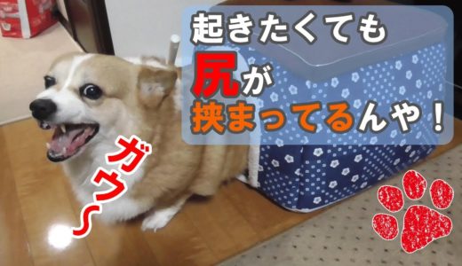 不良以上に寝起きでキレる犬！【コーギーチロ】