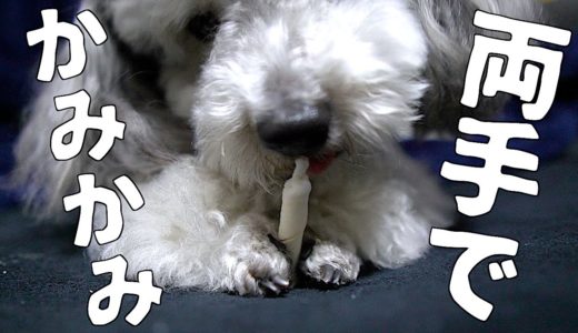 🐶両手を器用に使ってガムを食す犬【トイプードルのグリィ】【犬】【dog】【toy poodle】