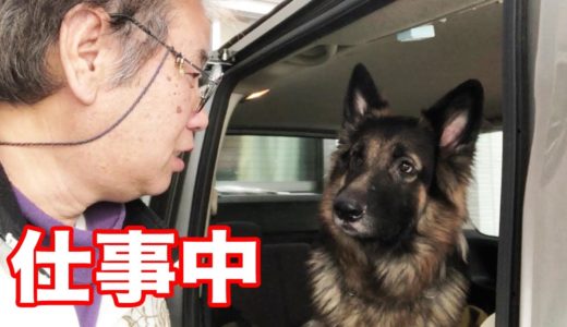 シェパード犬・お仕事中・しっかり吼えます・セコムします・house-sitting