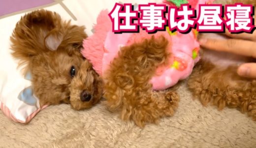 飼い主のベッドでドヤ顔で寝る犬が可愛い【トイプードルのコロン】