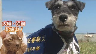 「どうぶつピース！！かわいい大図鑑」犬編（45）ちっちゃな警察犬のスゴイ能力！