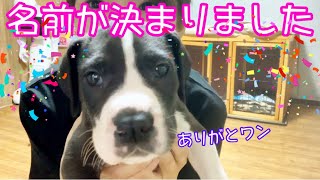 噛み癖のすごい犬にダメと教える３日目。さらに噛まれて傷を負いました・・