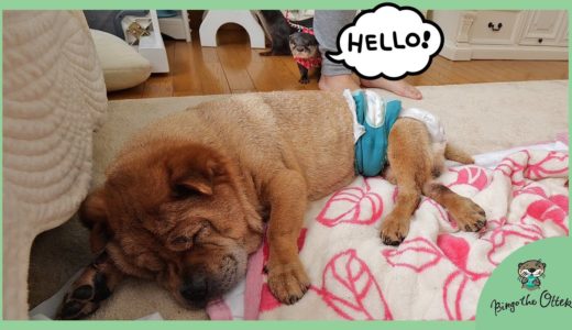 カワウソビンゴはベルを守れるか！？初めて犬に会った日/Otter Bingo&Belle～Belle first time seeing a dog