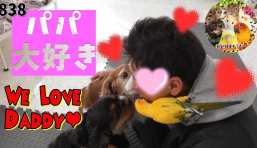 飼い主が大好きすぎる犬とインコ.鳥❤嬉しくてパパに泣いて甘える可愛い抱擁｜ 838癒し動画 ペットDog & Bird love Daddy.