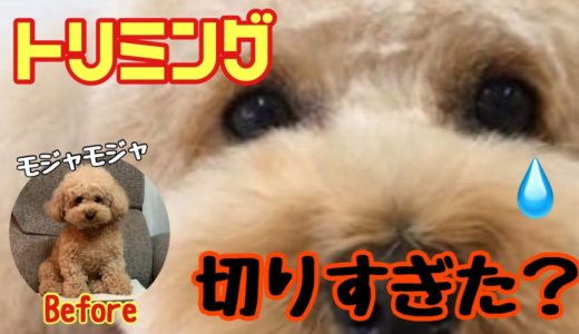 トリミングでスッキリしちゃいました！短足犬が軽やかになった【トイプードル いちご】【マルプーミルク】