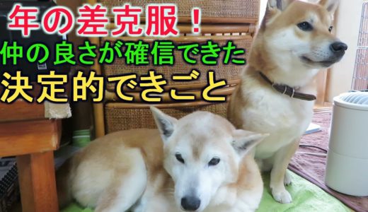 年の差克服！先輩犬と後輩犬の仲の良さが確信できた決定的できごと　柴犬まめとちゃめ