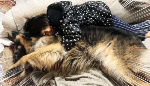 （大型犬）シェパードマック・孫娘に甘えます。My dog is sucking up to me.