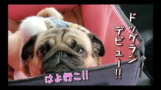 ドッグランデビューがまさかの展開に!! パグ犬ぷぅ Pug