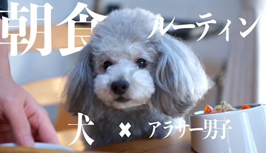 🐶犬とアラサー独身男　出勤前の朝食ルーティン【トイプードルのグリィ】【犬】【dog】【toy poodle】【一人暮らしのルーティン】