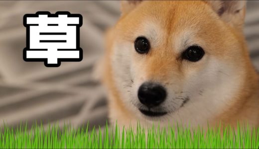 「犬と猫が大好きな草」が想像以上に大好きすぎて草