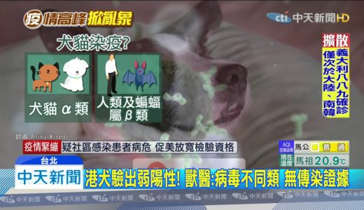 20200229中天新聞　港犬「弱陽性」被傳染？　動保處：勿恐慌棄養