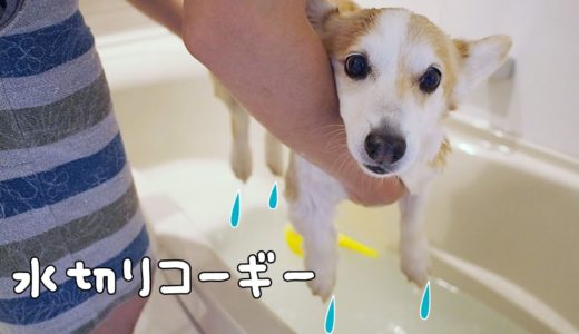 水切りコーギー|犬のUFOキャッチャー