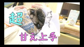 キャバ嬢ばりの甘え上手っぷりを振り撒くパグ犬ぷぅ Pug