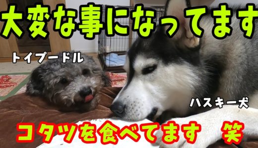 大好きなコタツを食べてるハスキー犬とトイプードルを怒った！ Husky and Poodle