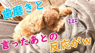 爆睡中の犬に「歯磨きの時間だよ」と言った後の反応に思わず笑ったw【トイプードル】