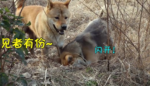 中华田园犬灰灰发现老鼠洞，立马开启挖掘机模式，田埂都快干塌了