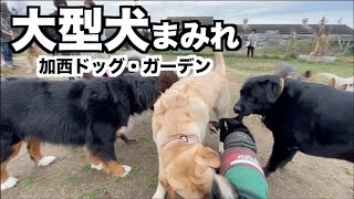 【ドッグラン】ここは大型犬パラダイスやで【加西ドッグ・ガーデン】