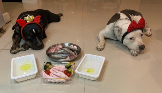 Pit Bulls eat Norwegian Shishamo combo [ASMR] RAW diet MUKBANG 犬が生の肉を食べる | 개는 날 음식을 먹는다 4K