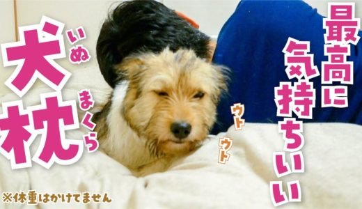 いぬまくらをしてみたら、暖かくて子犬が眠りそうになってしまいました