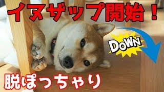 【京の柴犬】てんちゃんダイエット開始⁈　目指せ細マッチョ犬(笑)　太郎の犬モノガタリ＃２１６