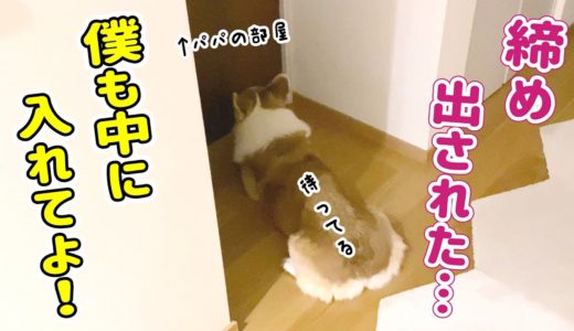 パパの電話が終わるのを待ち続ける忠犬コーギー