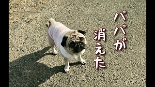 飼い主を探す姿が可愛すぎる愛犬とかくれんぼ パグ犬ぷぅ Pug