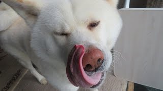 【秋田犬ゆうき】呼び水代わりのおやつを食べてようやくフードにたどり着く【【akita dog】