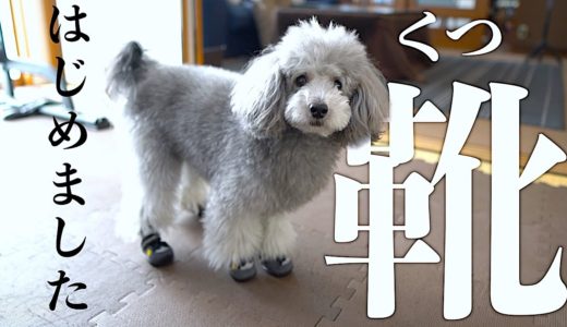 🐶犬がはじめて靴を履いたときの反応がこちらです。【トイプードルのグリィ】【犬】【dog】【toy poodle】