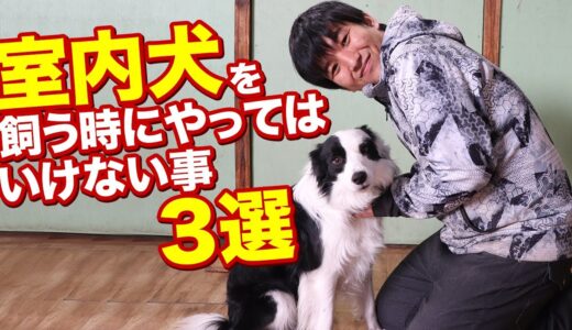 室内犬を飼う時にやってはいけない事３選