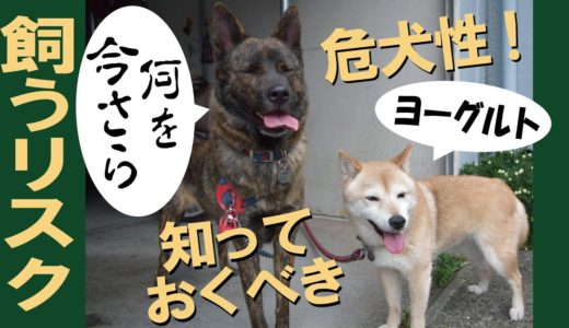 犬を飼う前に知っておくべき危険性とは＝！【甲斐犬・柴犬】