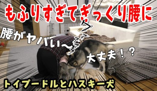 もふもふしすぎて腰を痛めた飼い主とハスキー犬とトイプードル