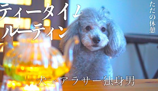 🐶犬とアラサー独身男　休日のティータイムルーティン。【トイプードルのグリィ】【犬】【dog】【toy poodle】